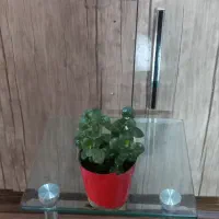 گل طبیعی کوچک، جوان و شاداب|گل و گیاه طبیعی|اصفهان, طامه|دیوار