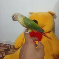 گرینجیک اهلی وسخنگو