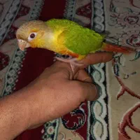 طوطی گمشده|پرنده|کنگاور, |دیوار