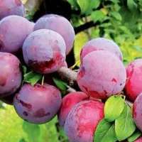 پیش فروش نهال الو شابلون دوساله|خدمات باغبانی و درختکاری|اسیر, |دیوار