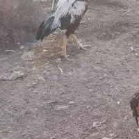 لاری صابونی نژاد دار