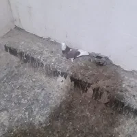 پرنده|پرنده|جوادآباد, |دیوار