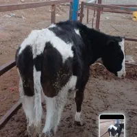 گوساله نره|حیوانات مزرعه|بوئین زهرا, |دیوار