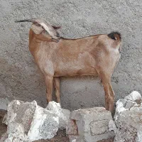 بز زنگ اهوی هیکلی
