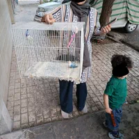 کوتوله تولیدعروس گرینچیک طوطی قناری رسمی کفتر|پرنده|مشهد, احمدآباد|دیوار