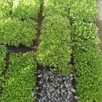 نشاع|خدمات باغبانی و درختکاری|زنجان, |دیوار