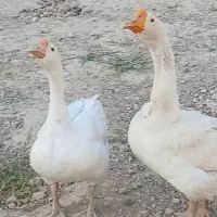 قو غاز