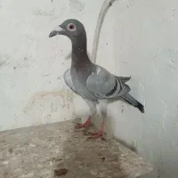 کبوتر|پرنده|قزوین, |دیوار