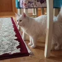 گربه|گربه|فومن, |دیوار