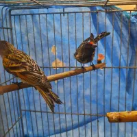 گلبسر نر خرم اباد|پرنده|فردیس, شهرک راه آهن|دیوار