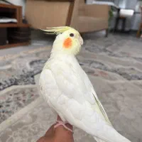 عروس هلندی کاکاتیل