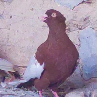 کبوتر سینه ای