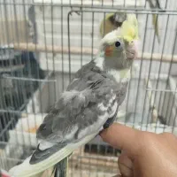 عروس هلندی ابلغ و لوتینو