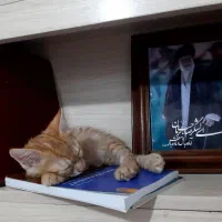 واگذاری رایگان بچه گربه (نر)|گربه|تهران, دبستان|دیوار
