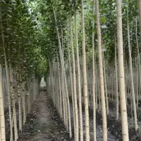 فروش انواع نهال های میوه و اصلاح شده در نهالستان