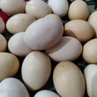 تخم مرغ محلی