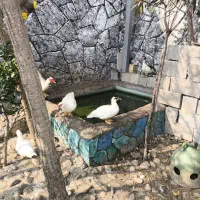 حیوانات مزرعه|حیوانات مزرعه|ماسال, |دیوار