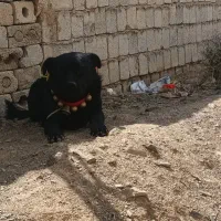 واگذاری توله سگ