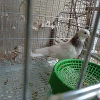 جفت طوقی اصیل|پرنده|خورموج, |دیوار