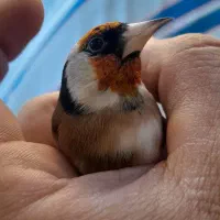 سهره کراواتی بدون توضیح|پرنده|سنندج, |دیوار