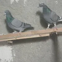 کبوتر|پرنده|گلستان (تهران), |دیوار