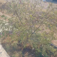 زمین در بهترین موقعیت جاده تبریز صو فیان|فروش دفتر صنعتی، کشاورزی، تجاری|صوفیان, |دیوار