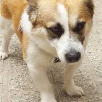 سگ گمشده با مژدگانی خوب