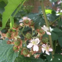 تمشک بدون خار|گل و گیاه طبیعی|رستم‌آباد, |دیوار