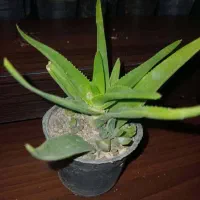 سرای کاکتوس وساکونت|گل و گیاه طبیعی|رباط‌کریم, مسکن مهر آبشناسان|دیوار