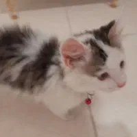 واگذاری گربه DLH دوماهه