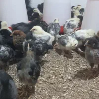 جوجه یکماهه برهما و دورگه