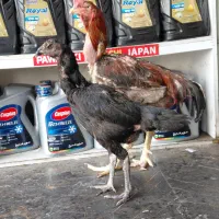 مرغ و خروس لاری