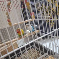 طوطی کوتوله|پرنده|اصفهان, عاشق‌آباد|دیوار