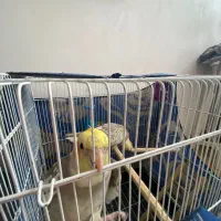 طوطی|پرنده|فومن, |دیوار