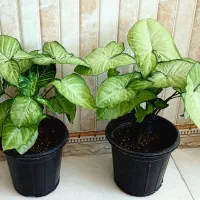 گل سینگونیوم