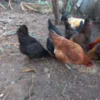 مرغ محلی درشت