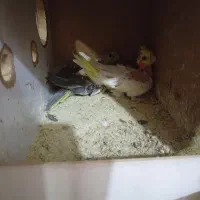 جوجه عروس هلندی