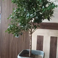گل یاس هلندی