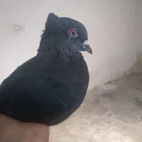 اشعل ماده|پرنده|ایذه, |دیوار