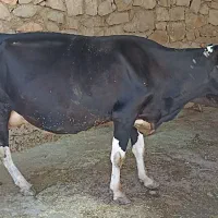 فروش گاو و گوساله ماده
