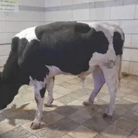 قصابی شبانه روزی|خدمات پذیرایی، مراسم|اراک, |دیوار