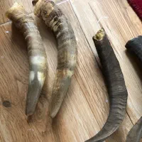 شاخ بز‌عتیقه|کلکسیون اشیاء عتیقه|قزوین, |دیوار