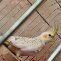 عروس هلندی نر