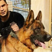 سگ فروشی سگ قیمت مناسب