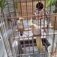 عروسی هلندی|پرنده|پیشوا, |دیوار