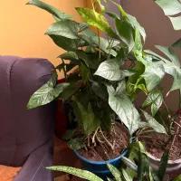 چهار نوع گل رو به رشد و شاداب