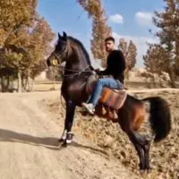 نریان کرد مدرک دار