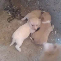 توله های بوبی پامر سرابی|سگ|سراب, |دیوار