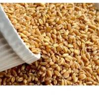 گندم آبی تمیز