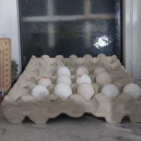 تخم نطفه دار گلین